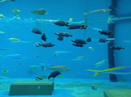 小さな水族館 イメージ